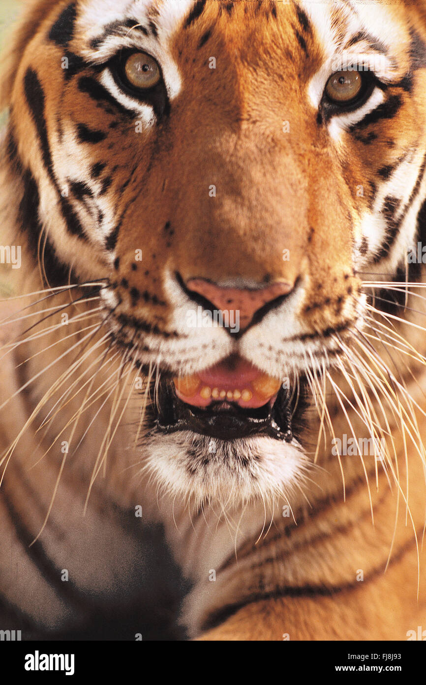 Tiger, Bharatpur, Rajasthan, Indien, Asien Stockfoto