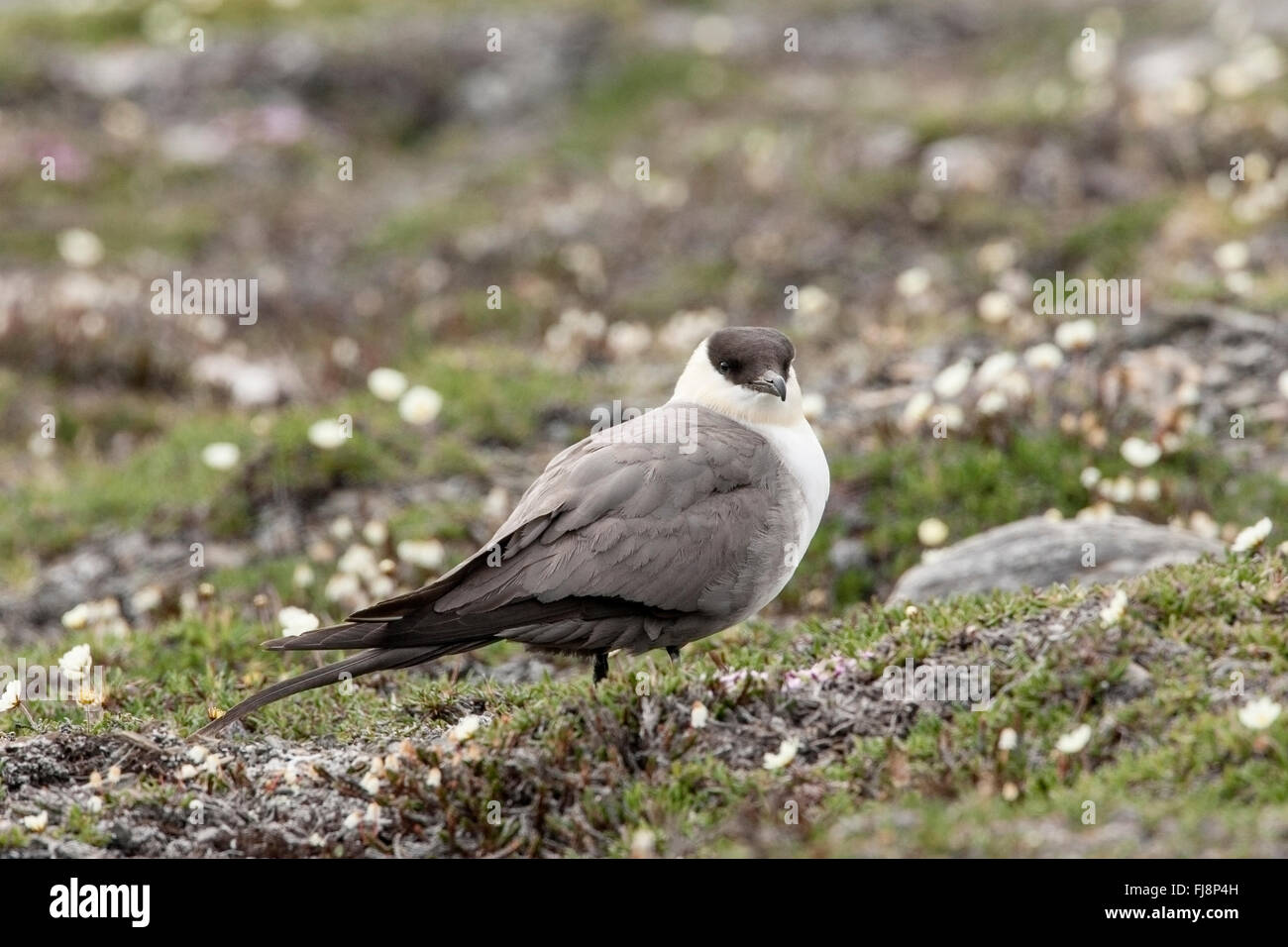Long-tailed Skua (Stercorarius Longicaudus) Erwachsene im Sommer Gefieder stehen auf Tundra in Arktis Stockfoto
