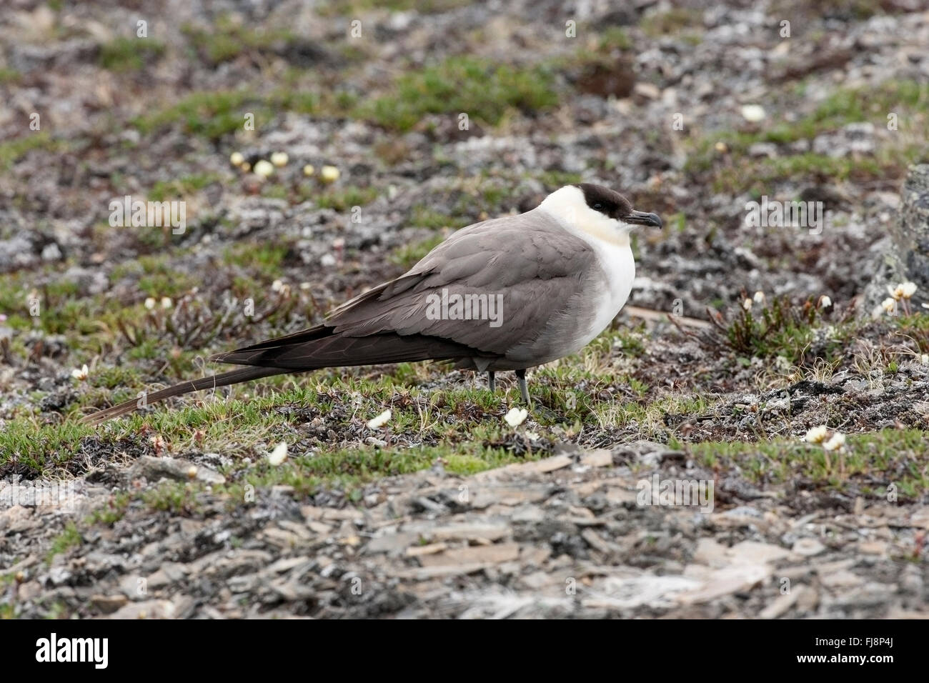 Long-tailed Skua (Stercorarius Longicaudus) Erwachsene im Sommer Gefieder stehen auf Tundra in Arktis Stockfoto