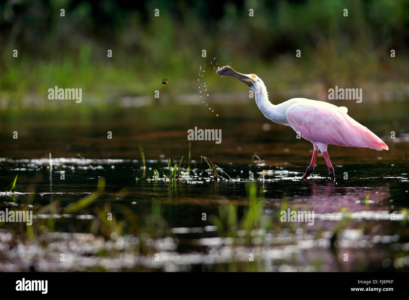 Rosige Löffler, Pantanal, Mato Grosso, Brasilien, Südamerika / (Ajaia Ajaja) Stockfoto