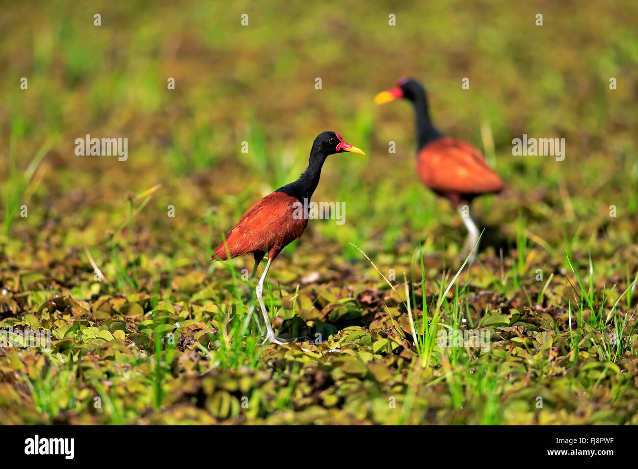 Flecht-Jacana, erwachsenes paar auf der Suche nach Nahrung, Pantanal, Mato Grosso, Brasilien, Südamerika / (Jacana Jacana) Stockfoto