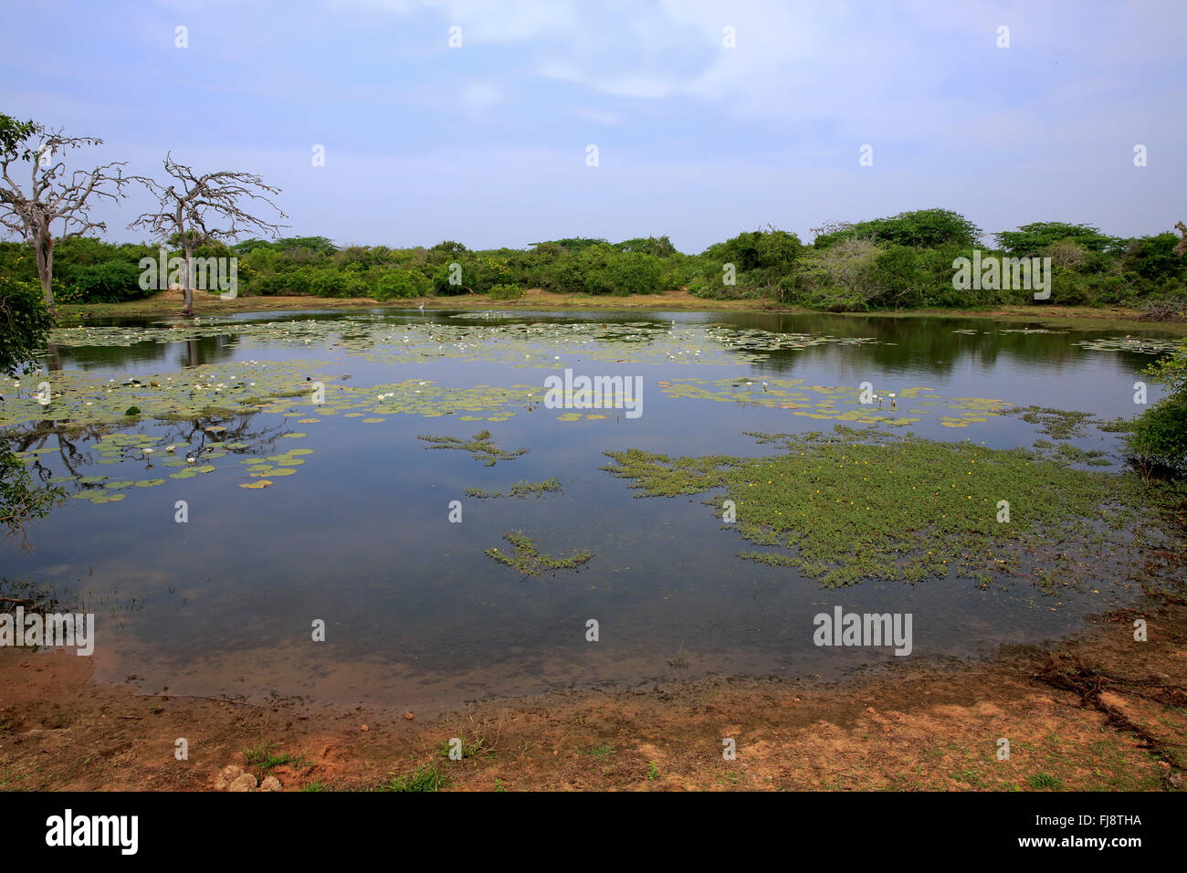 Wasserloch mit Seerosen blühen, Bundala Nationalpark, Sri Lanka, Asien / (polaren) Stockfoto