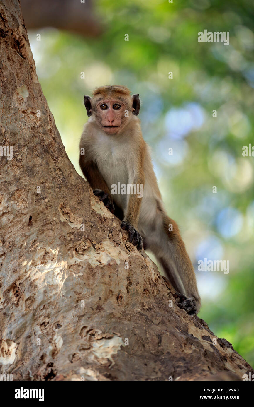 Red Monkey, Erwachsene auf Baum, Yala Nationalpark, Sri Lanka, Asien / (Macaca Sinica) Stockfoto