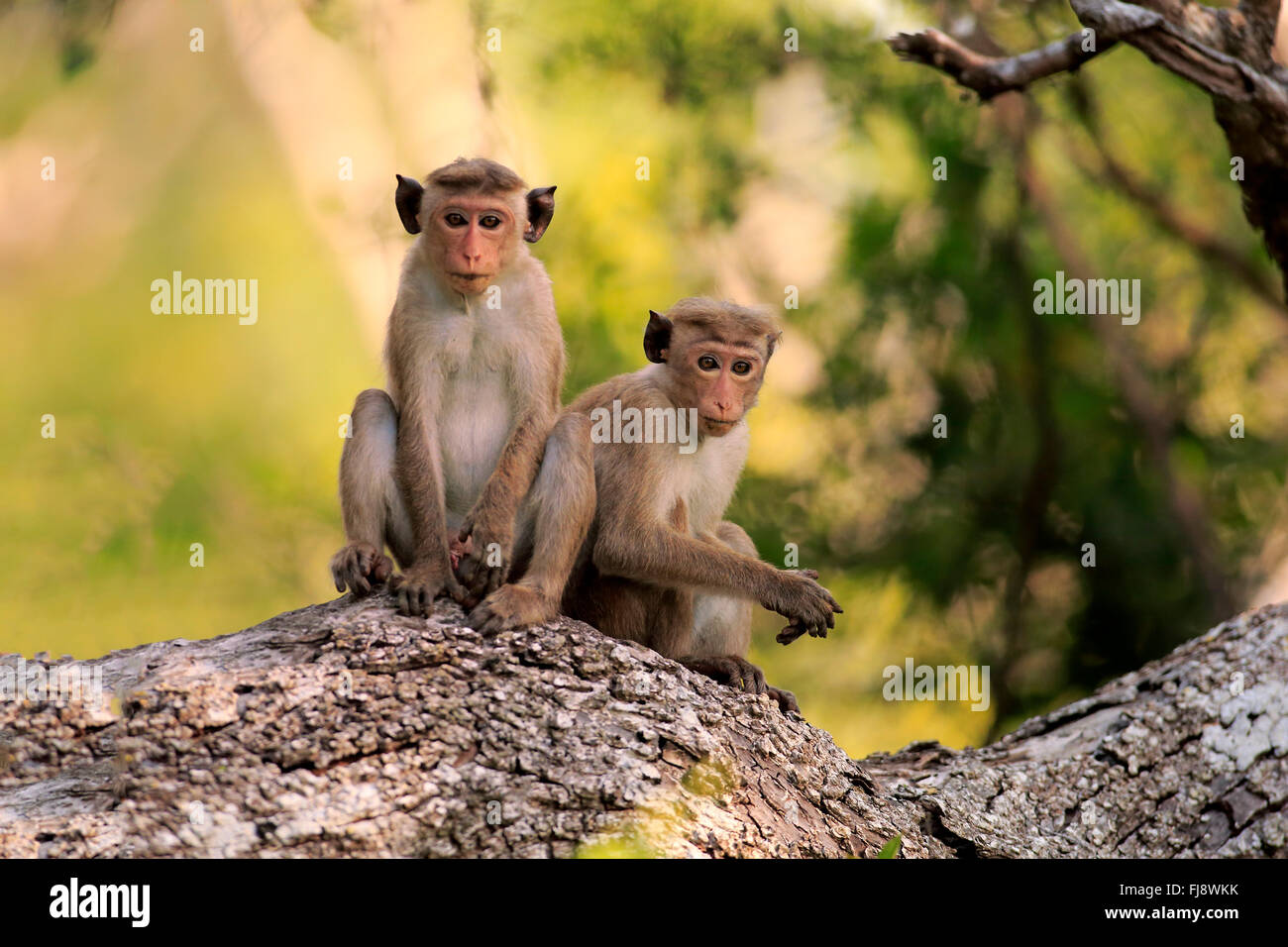 Red Monkey, zwei Erwachsene auf Baum, Yala Nationalpark, Sri Lanka, Asien / (Macaca Sinica) Stockfoto