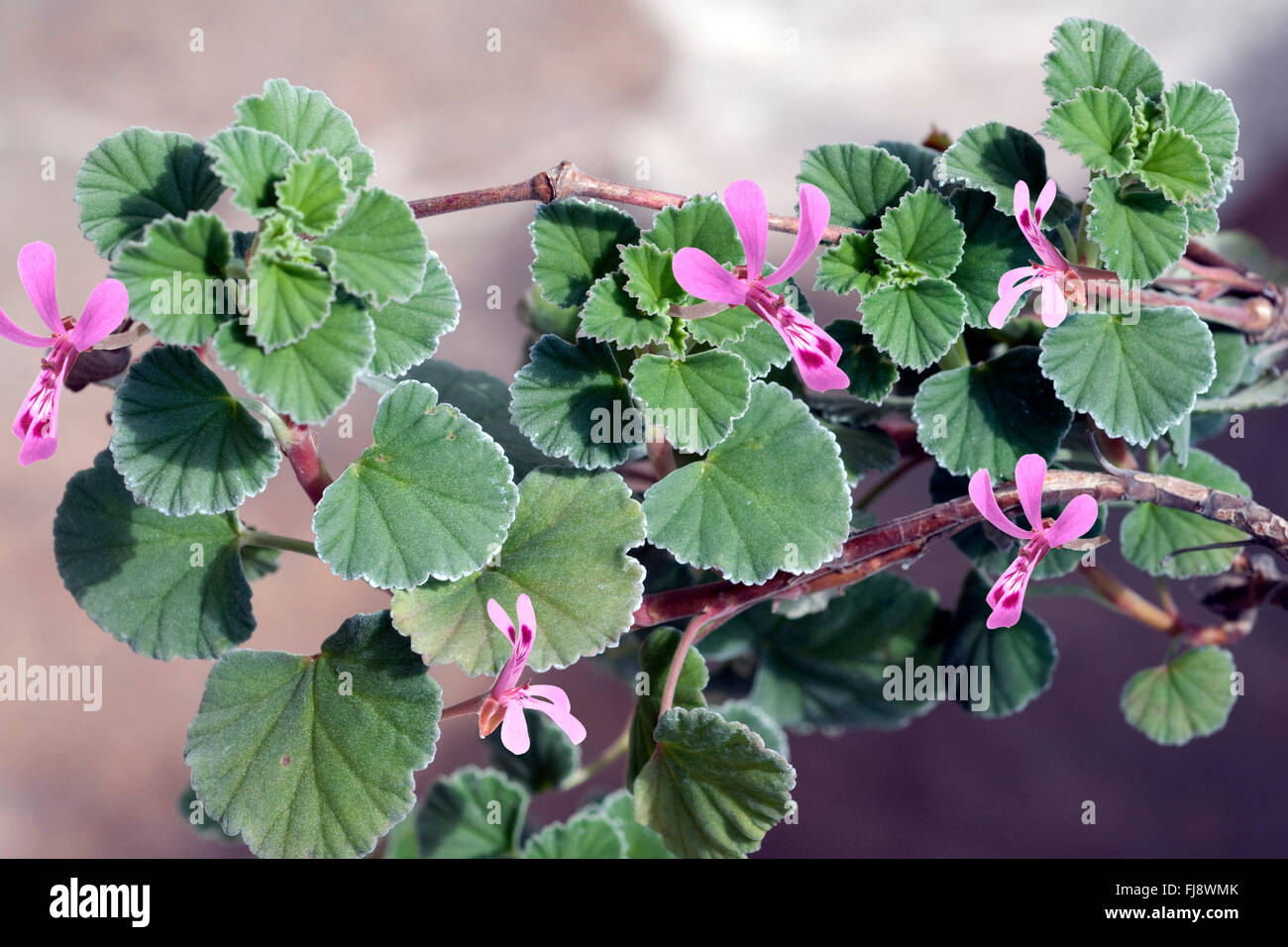 Kapland-Pelargonie; Umckaloabo Pelargonium sidoides Stockfoto
