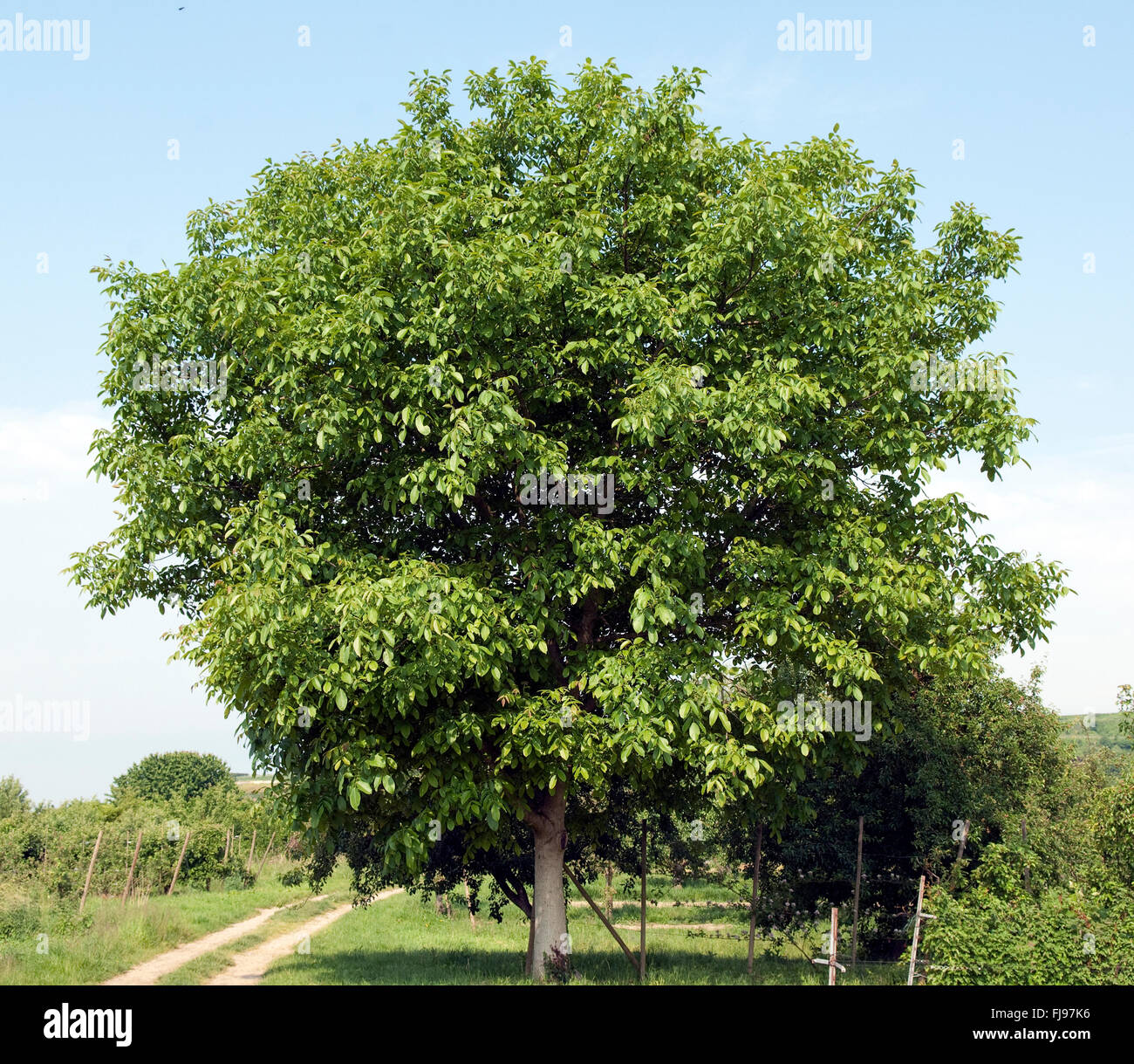 Walnussbaum, Baum; Juglans; Regia Stockfoto