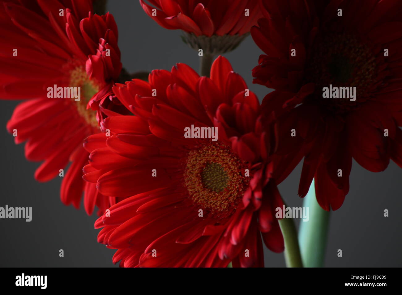 Rote Gänseblümchen Stockfoto