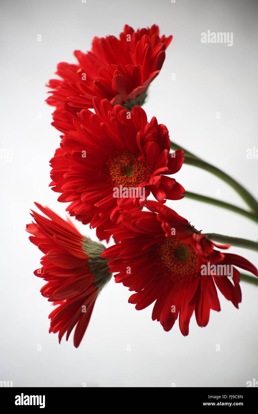 Rote Gänseblümchen Stockfoto