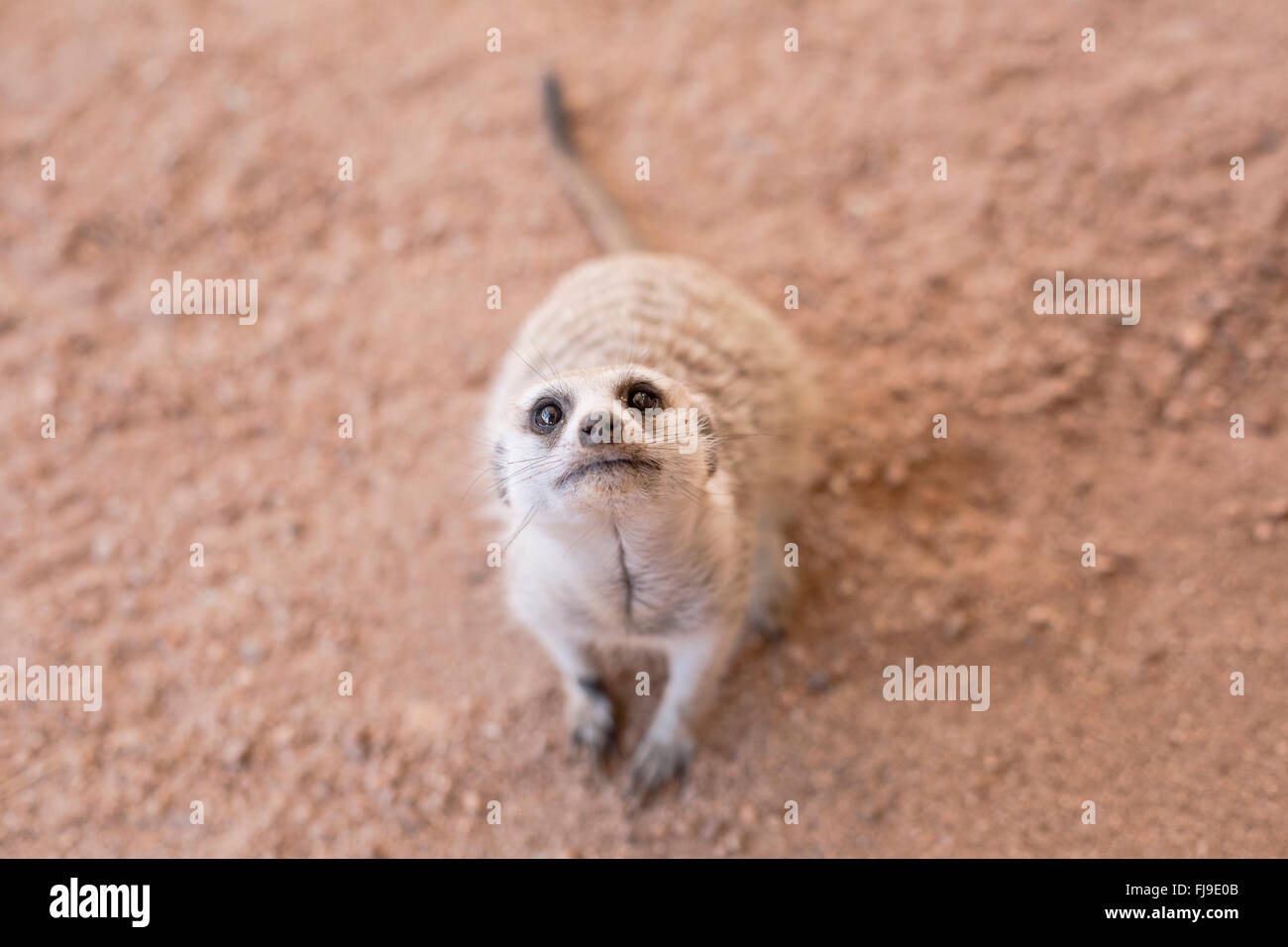 Neugierige Erdmännchen in der Kalahari Stockfoto