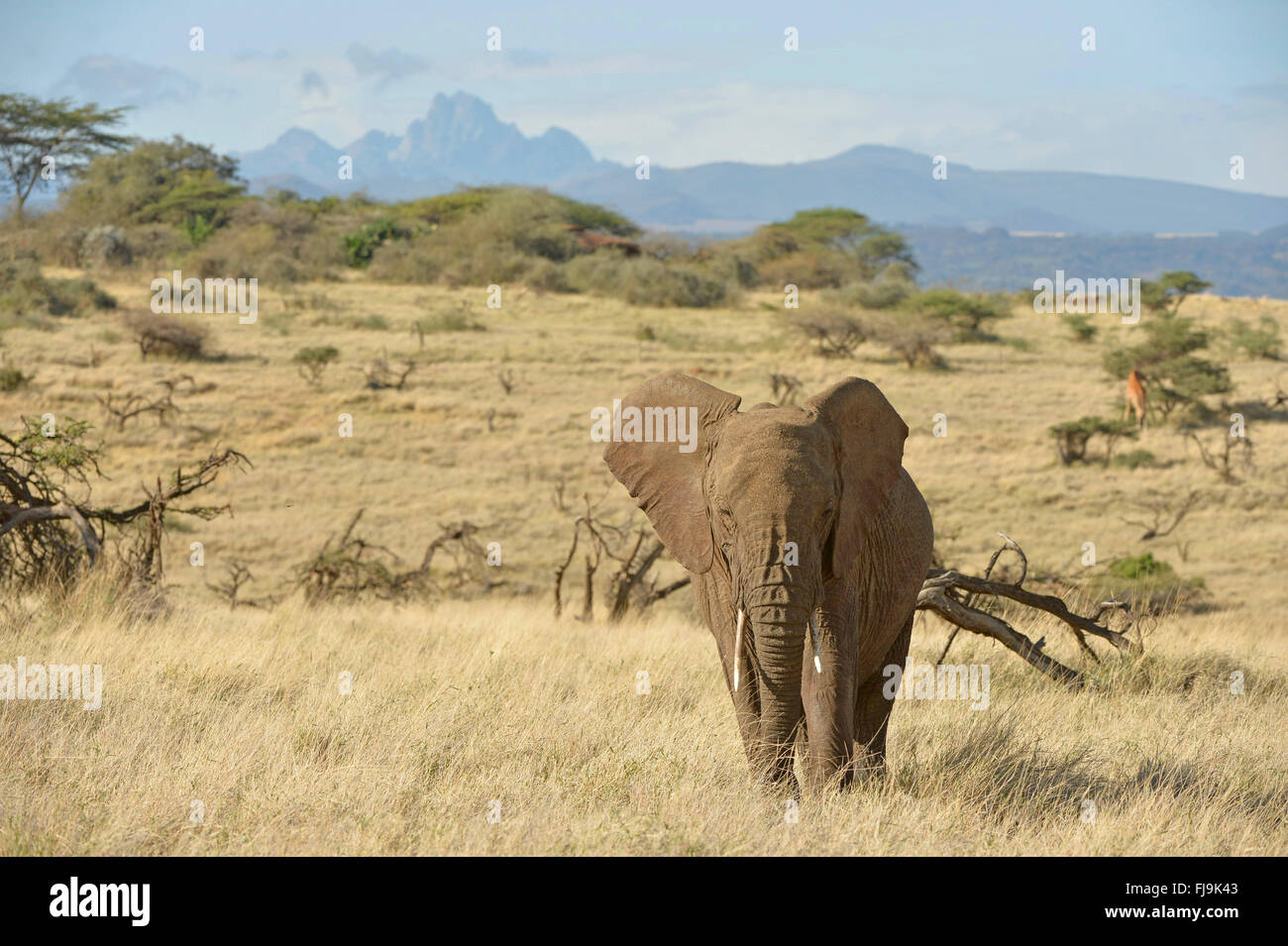 Afrikanischer Elefant (Loxodonta Africana) Wandern in der Umgebung, mit Mount Kenya im Hintergrund, Lewa Wildlife Conservancy, Kenia, Stockfoto