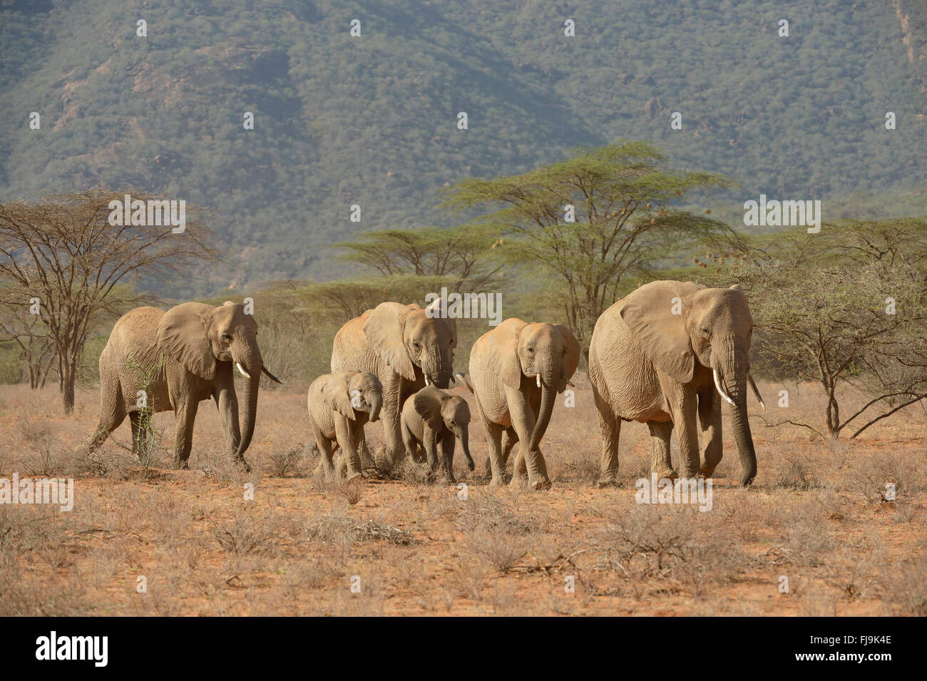 Afrikanischer Elefant (Loxodonta Africana) kleine Gruppe von Erwachsenen und Jugendlichen gehen gemeinsam in ariden Landschaft, Shaba National Orchesterprobe Stockfoto
