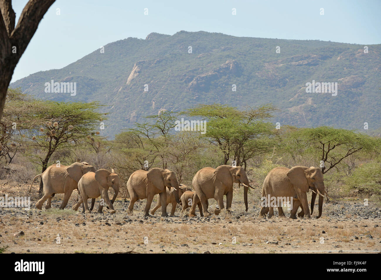 Afrikanischer Elefant (Loxodonta Africana) kleine Gruppe von Erwachsenen und Jugendlichen gehen gemeinsam in ariden Landschaft, Shaba National Orchesterprobe Stockfoto