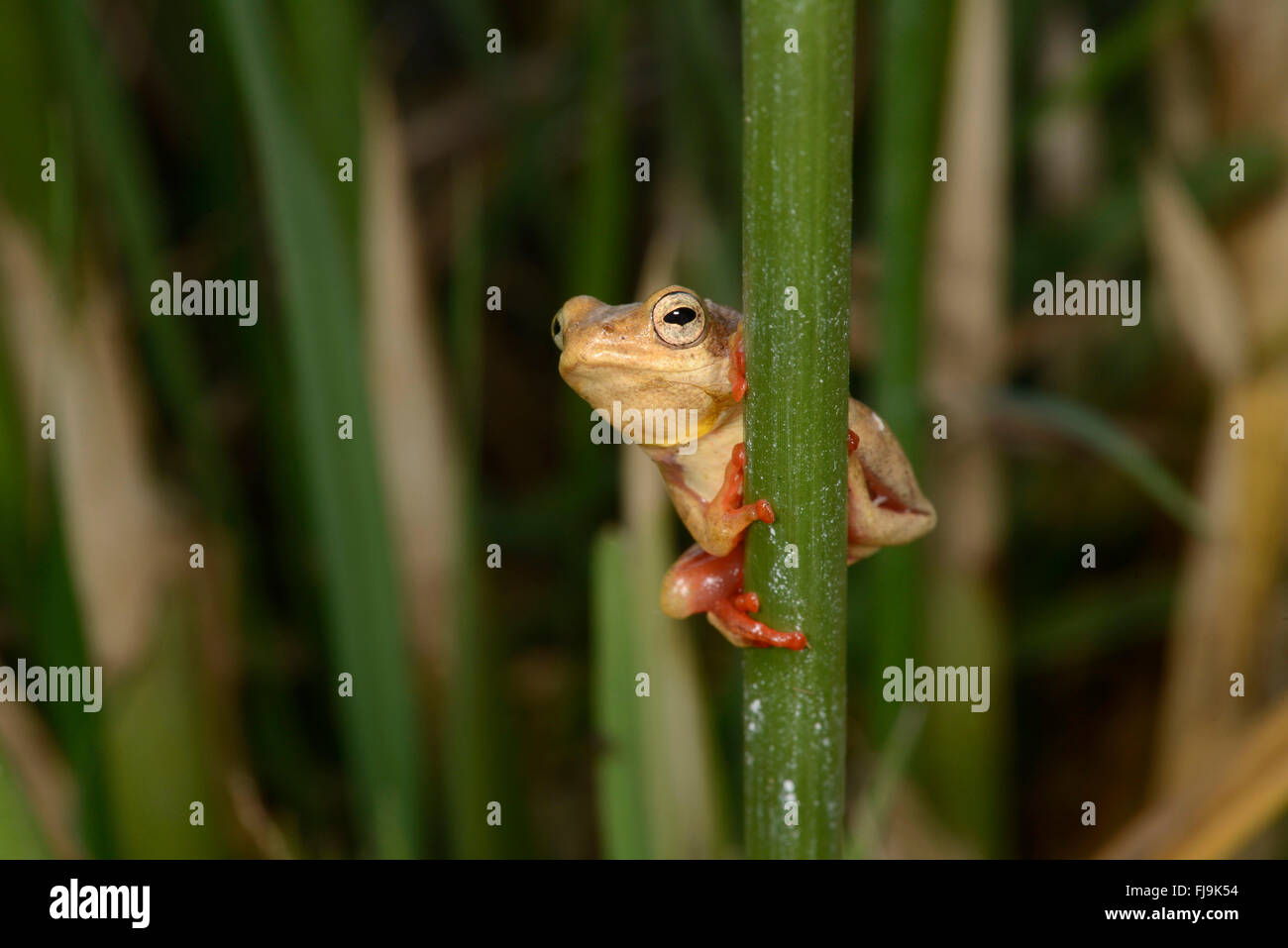 Gemeinsamen Reed Frog (Hyperolius Viridiflavus/Hyperolius Glandicolor komplexe) gelbe und rote Farbe Variation, Mathews Mountians Ke Stockfoto