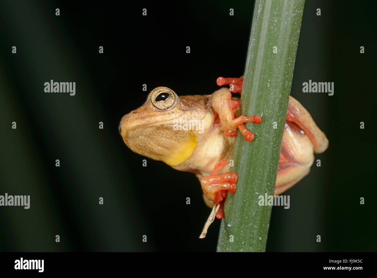 Gemeinsamen Reed Frog (Hyperolius Viridiflavus/Hyperolius Glandicolor komplexe) gelbe und rote Farbe Variation, Mathews Berge, Ke Stockfoto