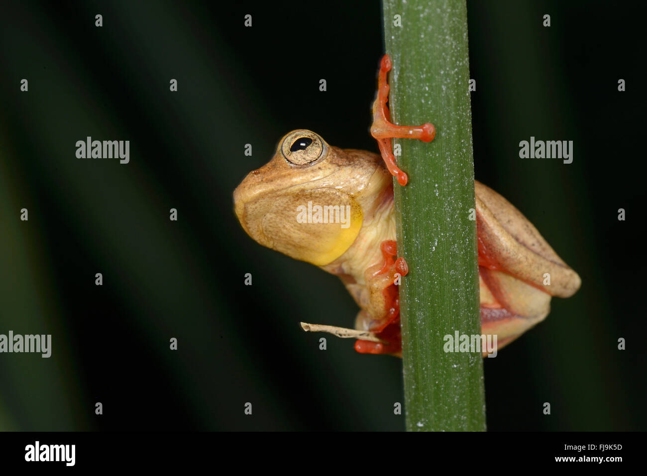 Gemeinsamen Reed Frog (Hyperolius Viridiflavus/Hyperolius Glandicolor komplexe) gelbe und rote Farbe Variation, Mathews Berge, Ke Stockfoto