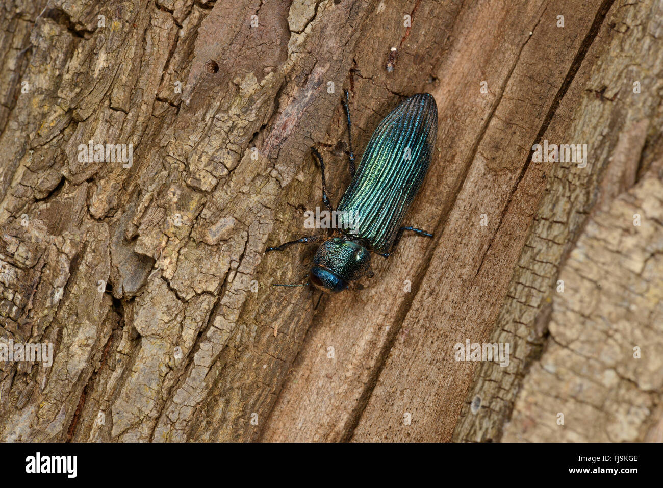 Bupestid Metallic Holz bohren Käfer (Acmaeodera SP.) blau, am Baumstamm, Mathews Berge, Kenya, Oktober Stockfoto