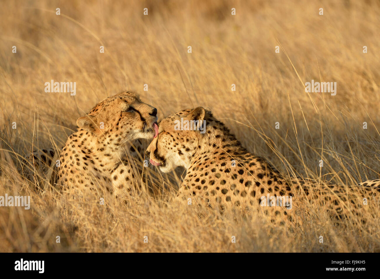 Gepard (Acinonyx Jubatus) zwei Erwachsene liegend, Fellpflege einander, Lewa Wildlife Conservancy, Kenia, Oktober Stockfoto