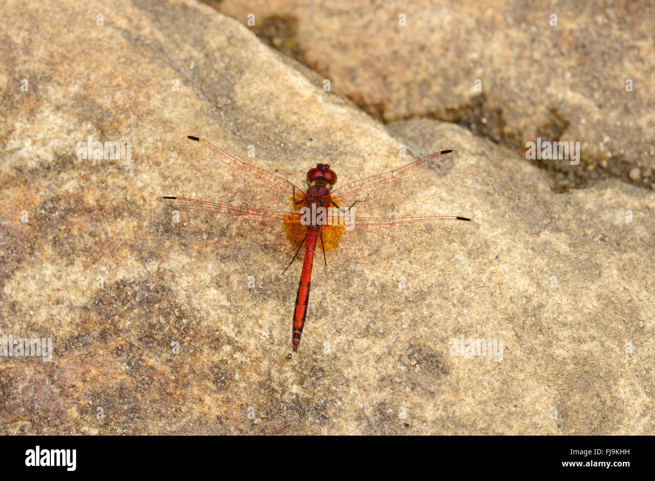 Rot geäderten Dropwing (Trithemis Arteriosa) im Ruhezustand auf Felsen, Mathews Berge, Kenia, Oktober Stockfoto