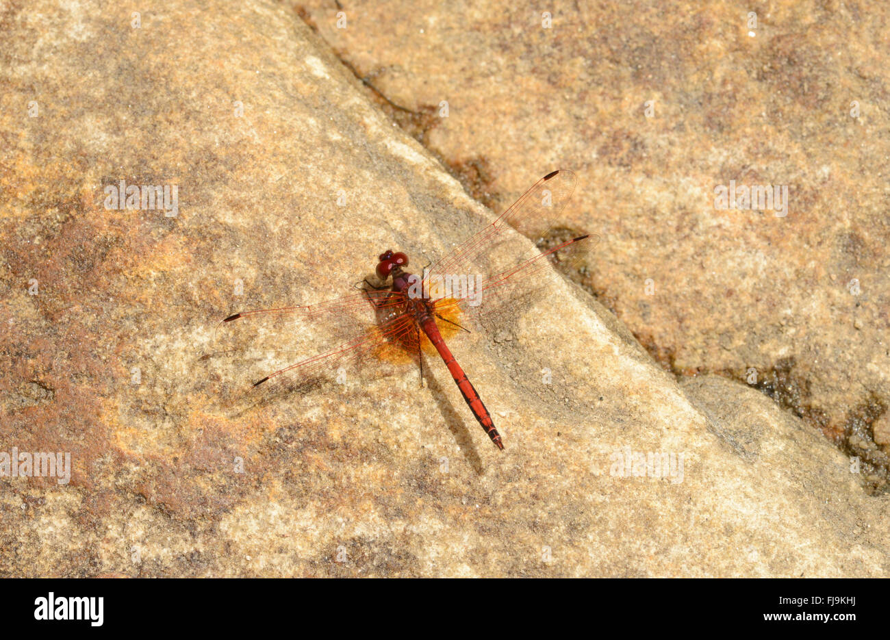 Rot geäderten Dropwing (Trithemis Arteriosa) im Ruhezustand auf Felsen, Mathews Berge, Kenia, Oktober Stockfoto