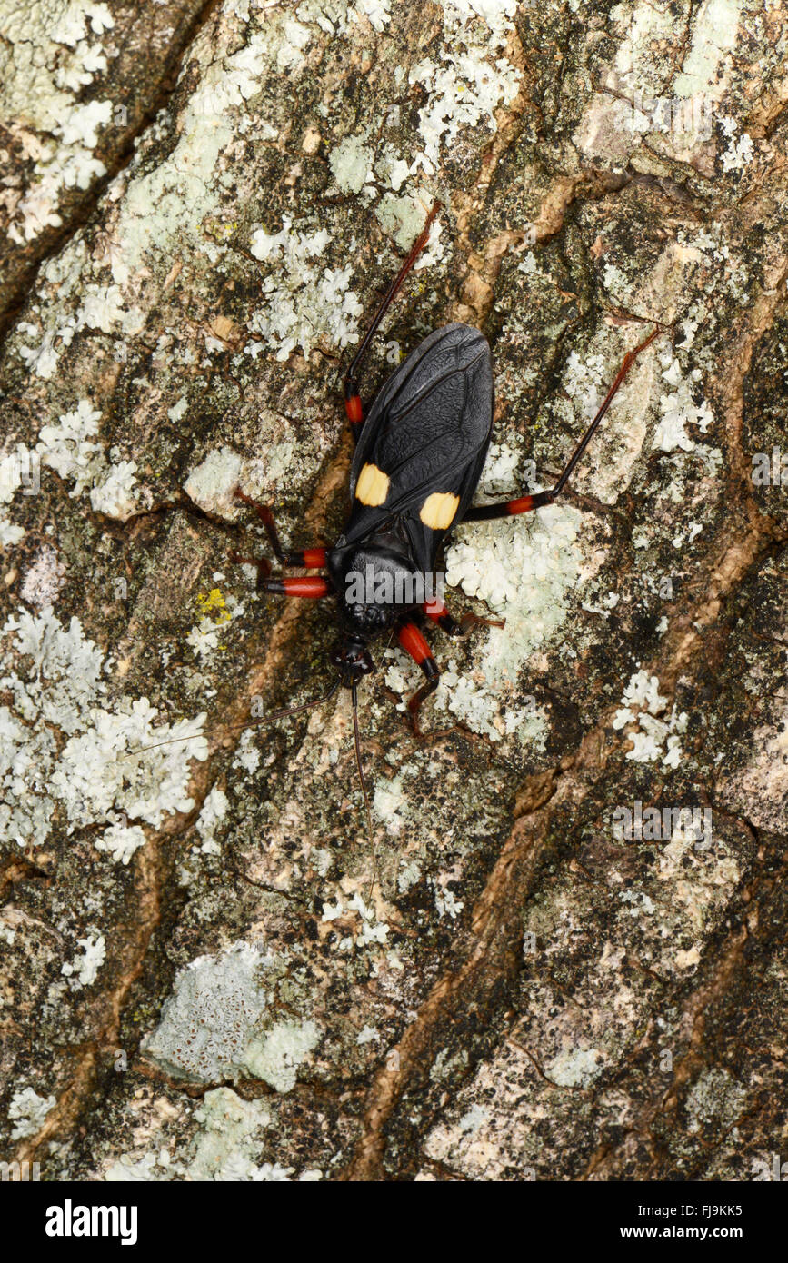 Riesige Assassin Bug (Platymeris SP.) in Ruhe am Baumstamm, Mathews Berge, Kenya, Oktober Stockfoto