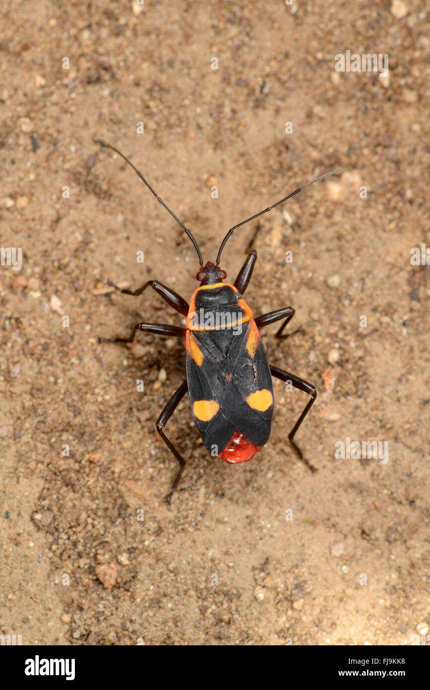 Riesige Assassin Bug (Platymeris SP.) im Ruhezustand auf sandigem Boden, Mathews Berge, Kenia, Oktober Stockfoto