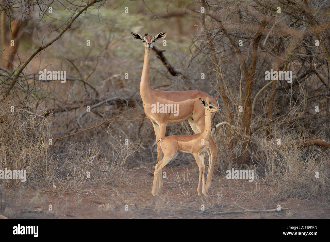 Gerenuk (Litocranius Walleri) Mutter und jungen zusammenstehen, Shaba National Reserve, Kenia, Oktober Stockfoto