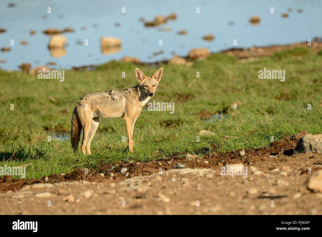 Goldenes Jackal (Canis Aureus) Erwachsener tatenlos Wasser, Shaba National Reserve, Kenia, Oktober Stockfoto
