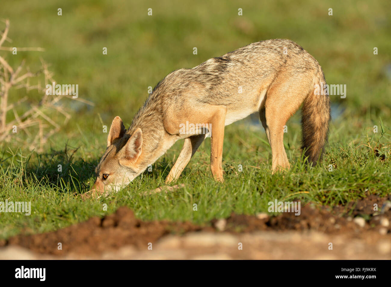 Goldschakal (Canis Aureus) Erwachsenen Nahrungssuche in kurzen Rasen, Kopf nach unten, Shaba National Reserve, Kenia, Oktober Stockfoto