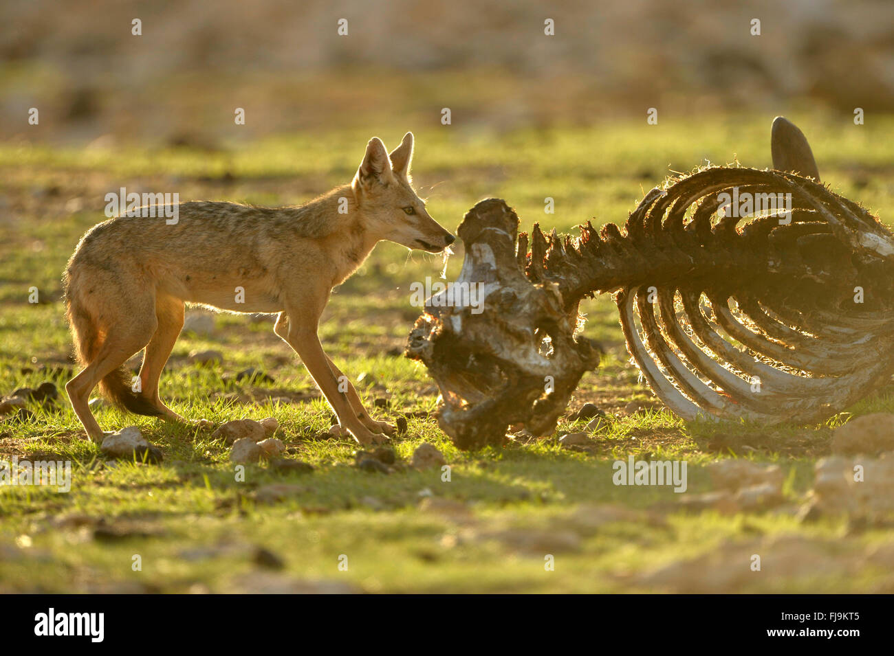 Goldenes Jackal (Canis Aureus) Erwachsene ernähren sich von AAS, Shaba National Reserve, Kenia, Oktober Stockfoto