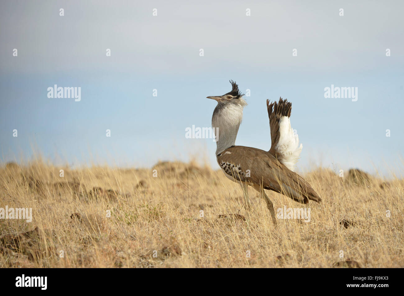 Kori Bustard (Ardeotis Kori) Männchen anzeigen, Lewa Wildlife Reserve ...