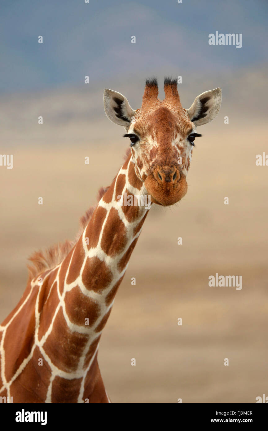 Retikuliert Giraffe (Giraffa Plancius Reticulata) Nahaufnahme von Kopf und Hals, Shaba National Reserve, Kenia, Oktober Stockfoto