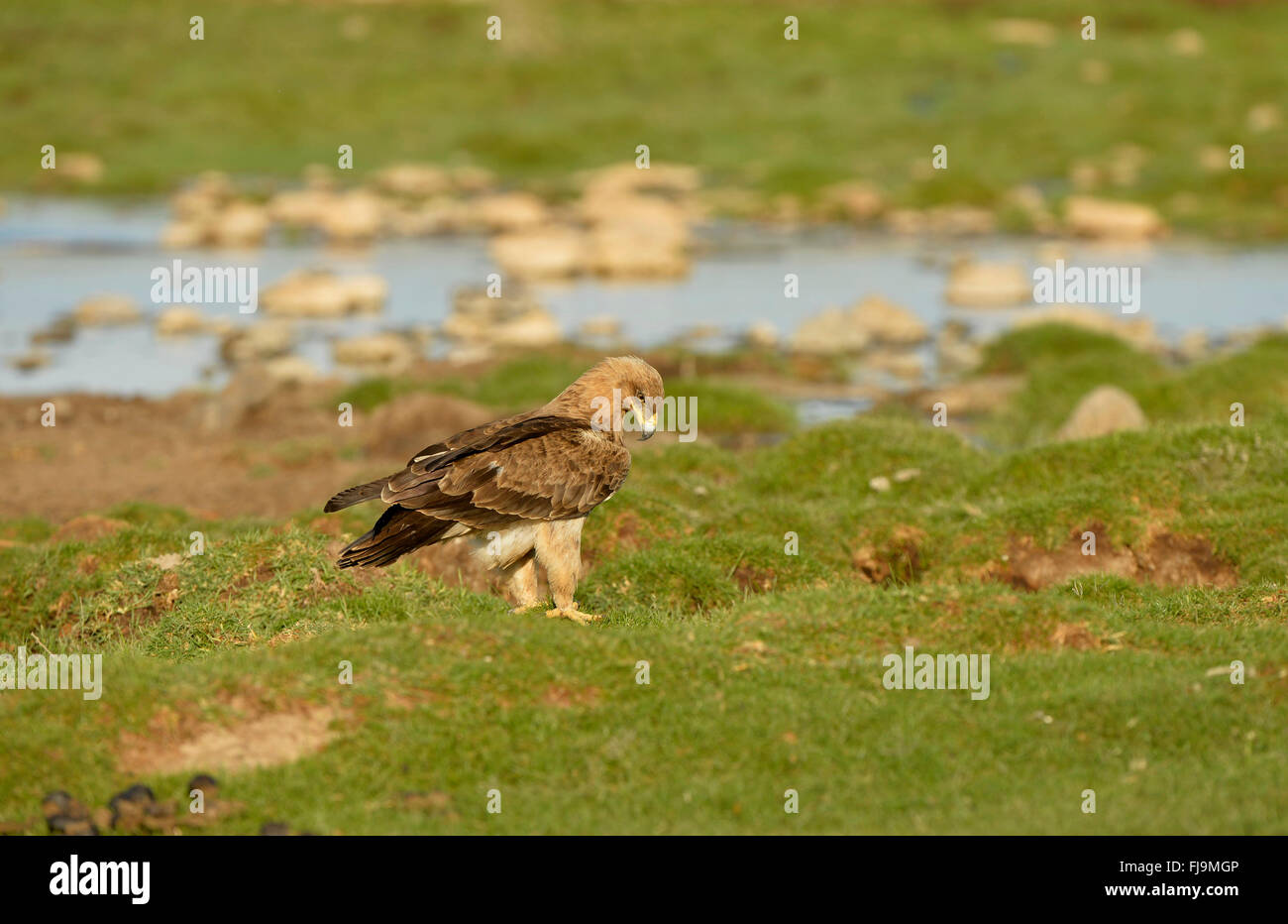 Tawny Eagle (Aquila Rapax) Erwachsenen stehen auf grasbewachsenen Boden auf Nahrungssuche, Shaba National Reserve, Kenia, Oktober Stockfoto