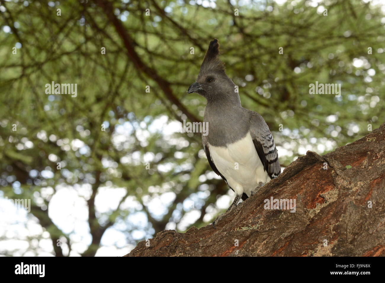 White-bellied Go away Bird (Criniferoides Leucogaster) Erwachsenen gehockt Baumstamm, Shaba National Reserve, Kenia, Oktober Stockfoto