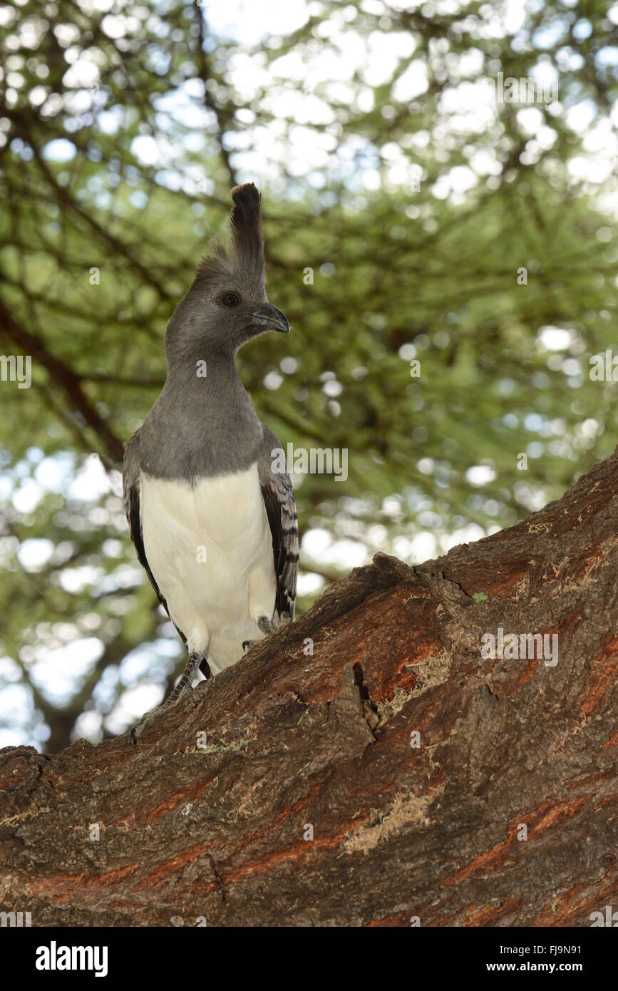White-bellied Go away Bird (Criniferoides Leucogaster) Erwachsenen gehockt Baumstamm, Shaba National Reserve, Kenia, Oktober Stockfoto