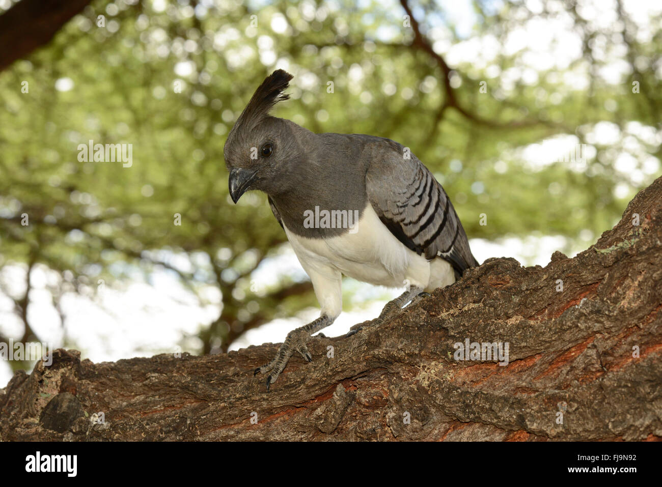 White-bellied Go away Bird (Criniferoides Leucogaster) Erwachsenen gehockt Baumstamm, Shaba National Reserve, Kenia, Oktober Stockfoto