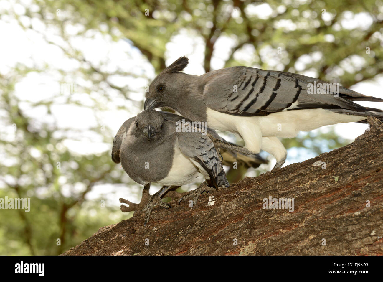 White-bellied Go-away-Bird (Criniferoides Leucogaster) Balz Verhalten, Männchen paaren sich mit weiblich, Shaba National R wird vorbereitet Stockfoto