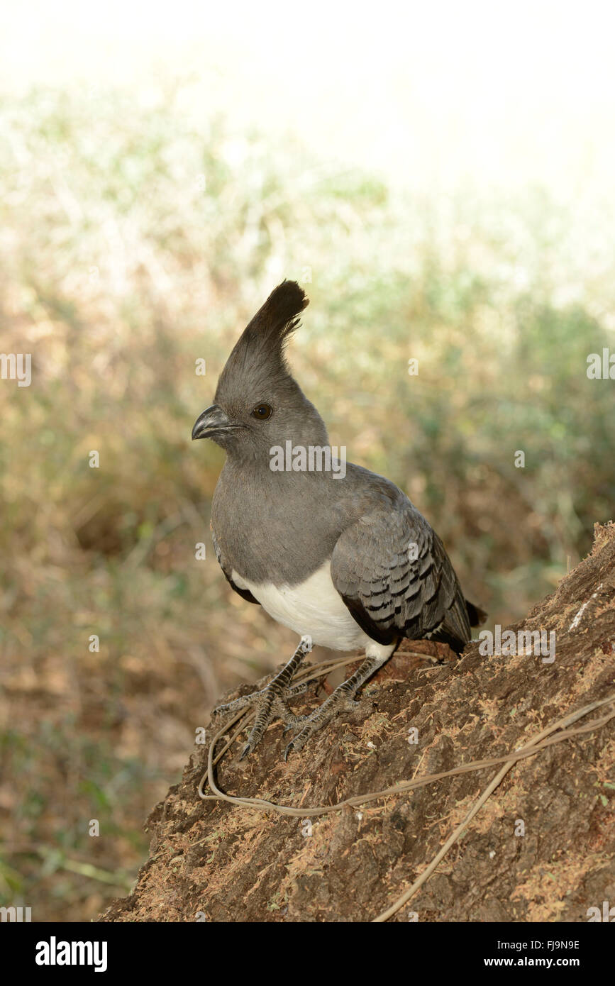 White-bellied Go-away-Bird (Criniferoides Leucogaster) Erwachsene auf Baum Ast, Shaba National Reserve, Kenia, Oktober Stockfoto