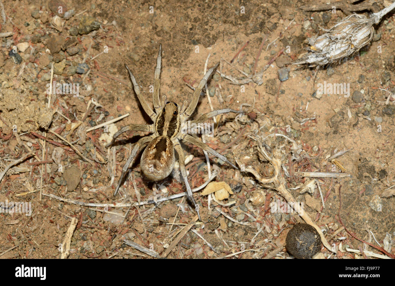 Afrikanische Wolfspinne (Lycosidae) Shaba National Reserve, Kenia, Oktober Stockfoto