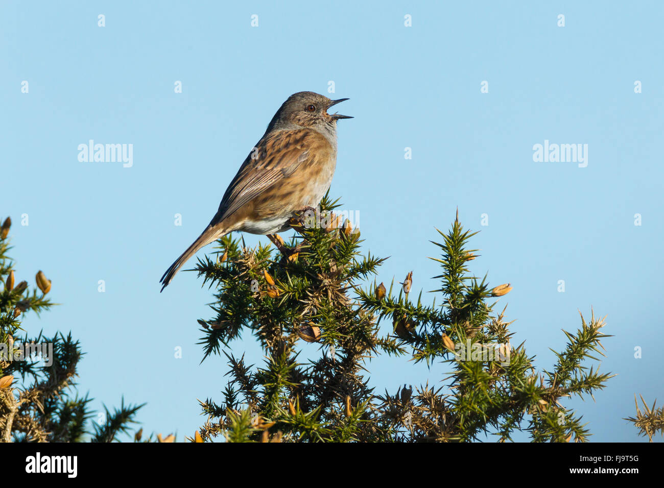 Heckenbraunelle Gesang von der Spitze der Ginster Busch Stockfoto