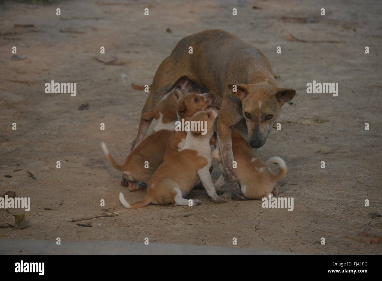 Indien-Tour Stockfoto