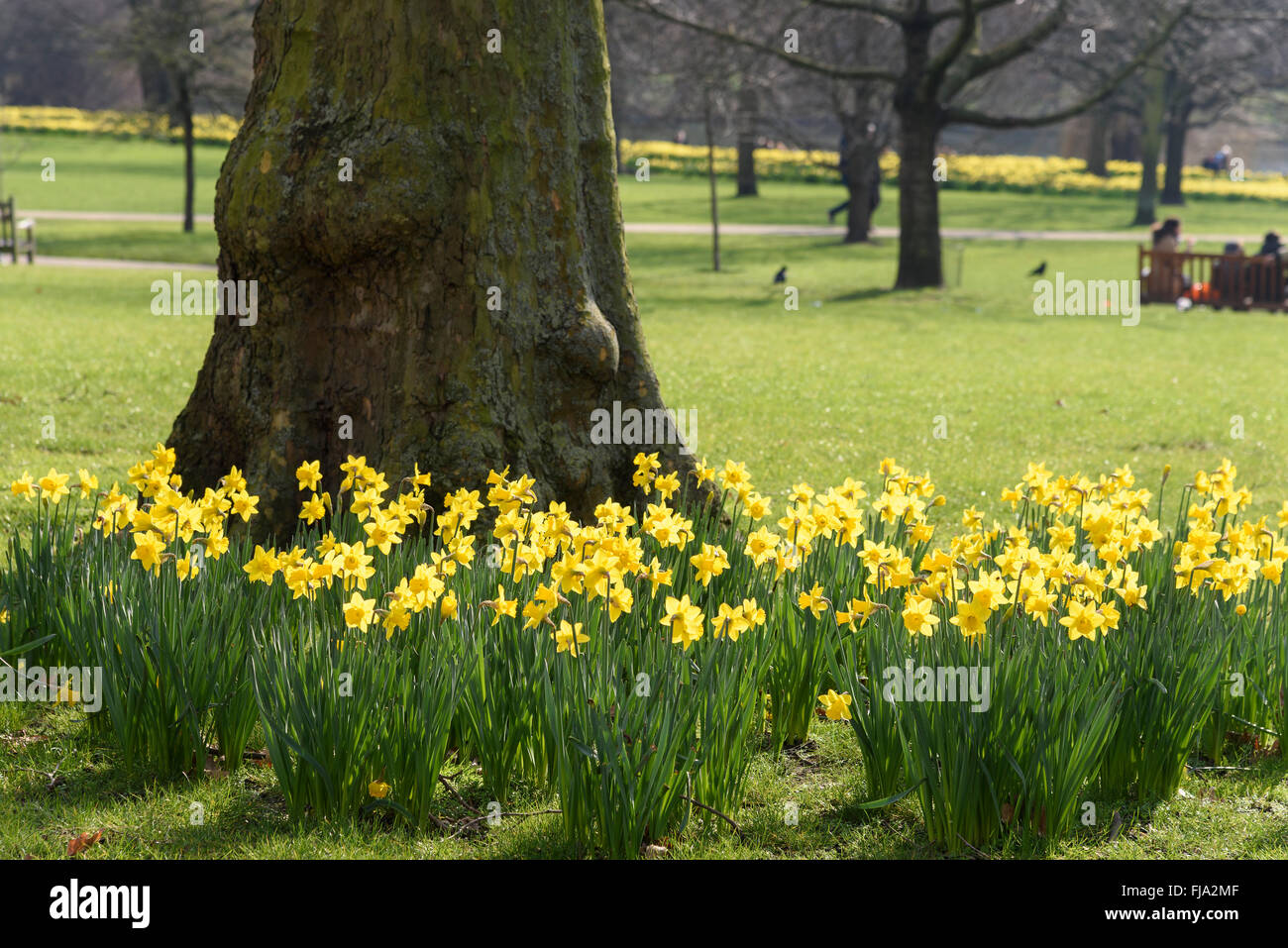 Narzissen im St. James Park, City of Westminster, London, Vereinigtes Königreich. Stockfoto