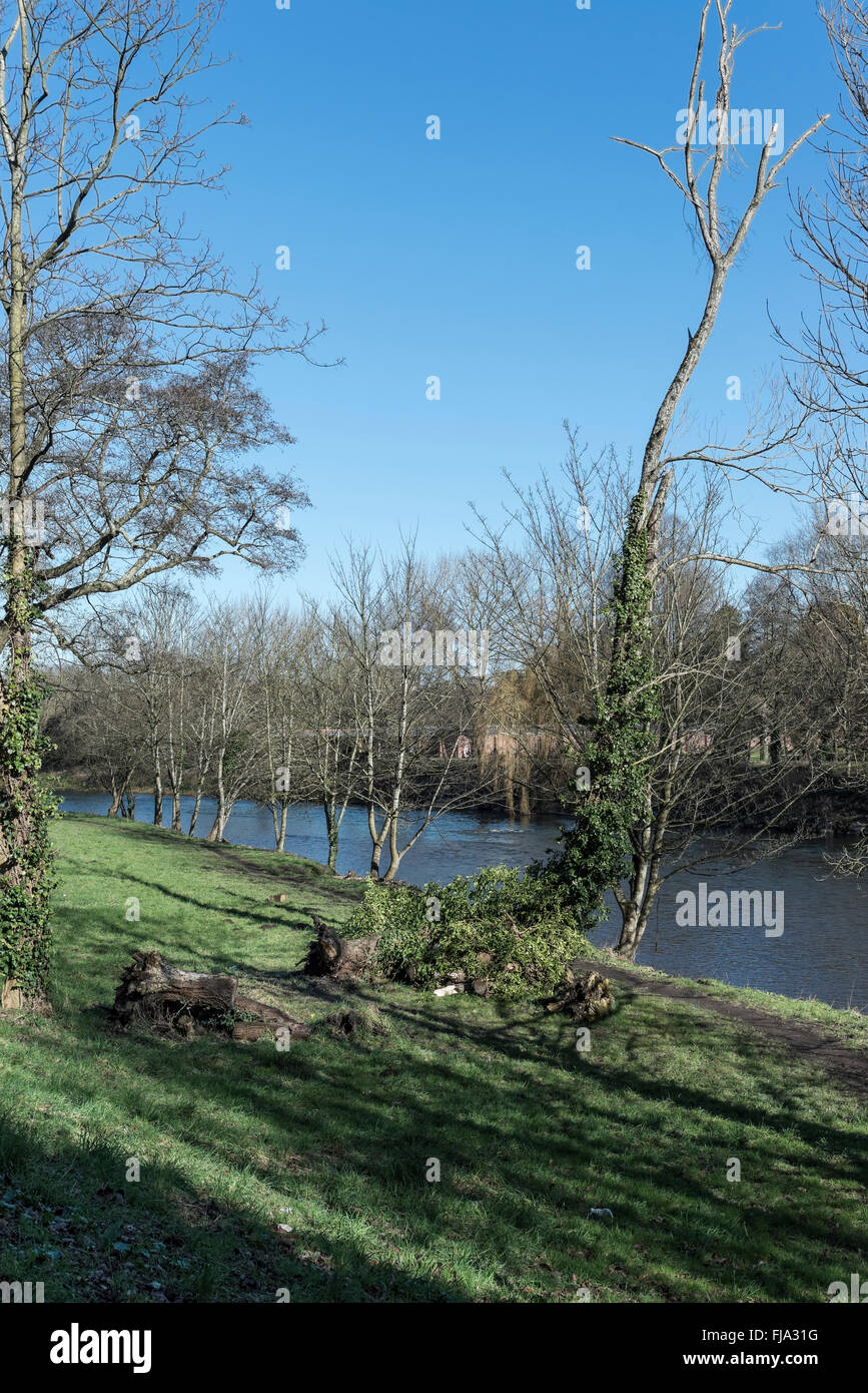 Bis verwurzelter Baum am Ufer des Flusses Taff, Bute Park, Cardiff. Stockfoto