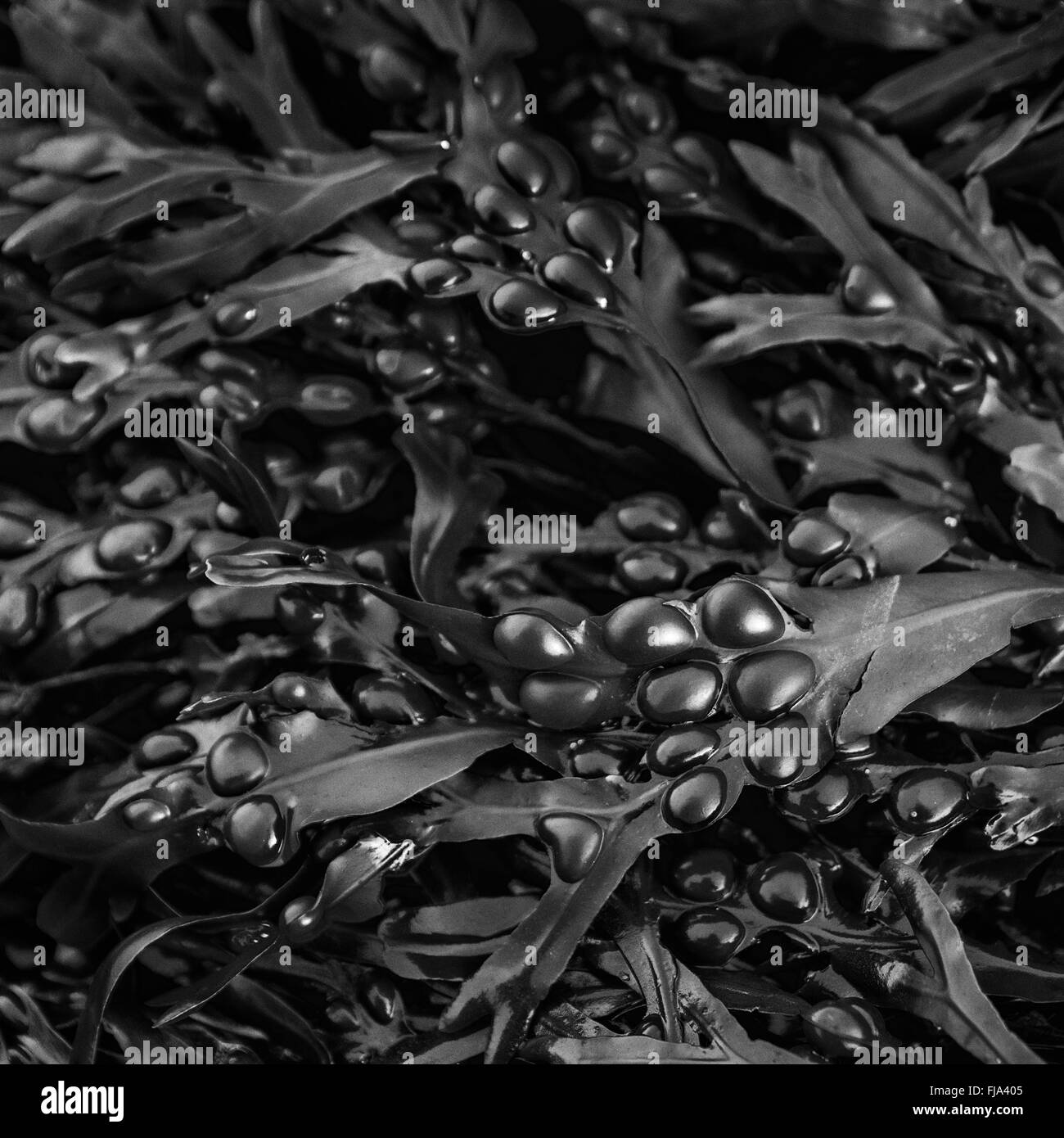 Ein monochromes Bild von Blasentang Algen hautnah Stockfoto