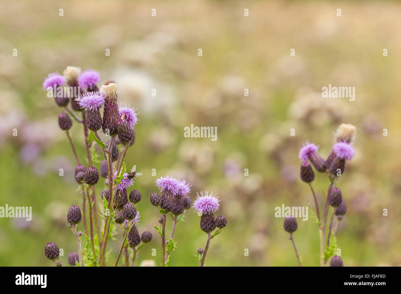 Blütenstände von Creeping Thistle (Cirsium Arvense) Stockfoto