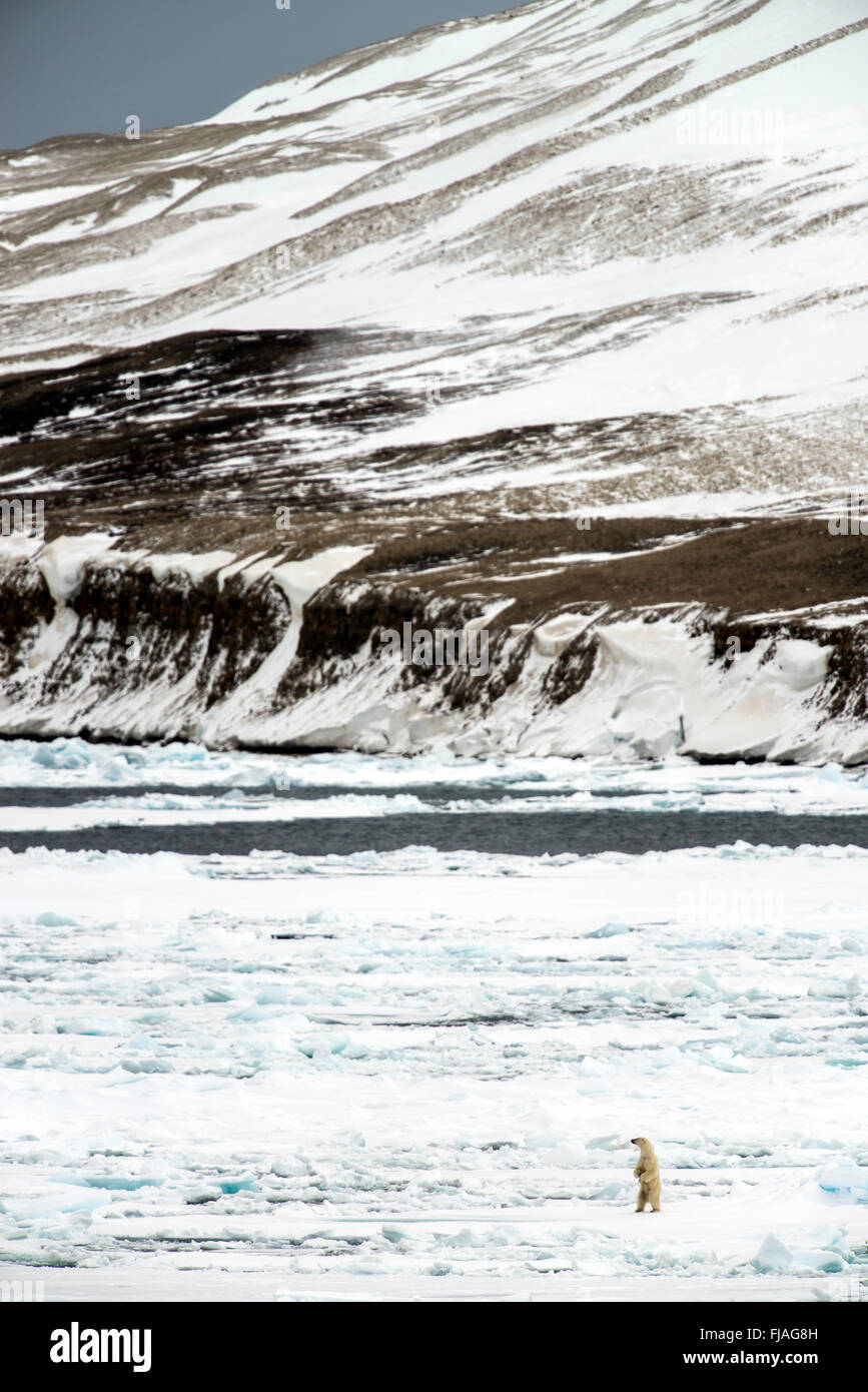 Eisbär (Ursus Maritimus) stehend auf Packeis Spitzbergen Norwegen Polarkreis Skandinavien Europa Stockfoto