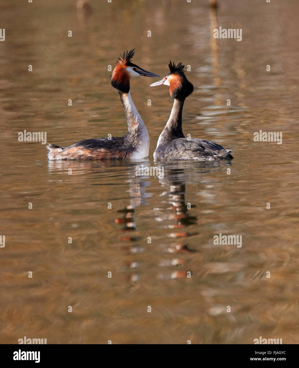 Paar große Crested Haubentaucher zu umwerben. Fluß Themse, West Molesey Surrey, England. Stockfoto