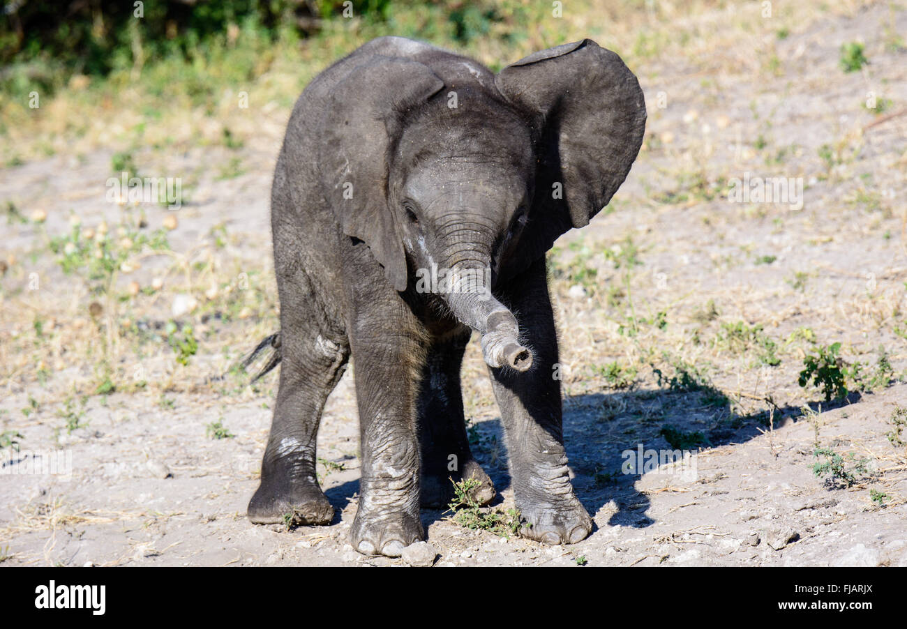 Baby-Elefant mit einem wackelig Stamm Stockfoto