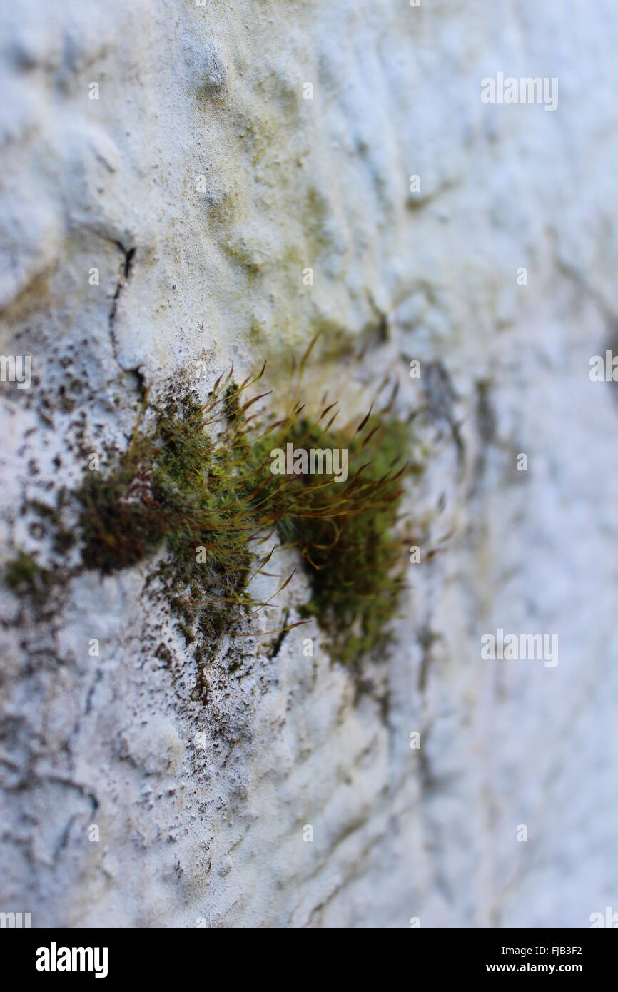 Pflanzen wuchsen aus einer Wand Stockfoto
