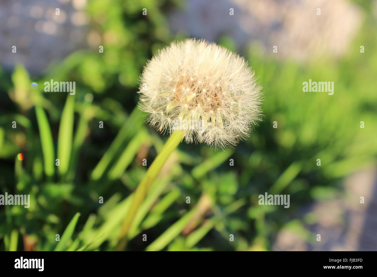 Löwenzahn Stockfoto