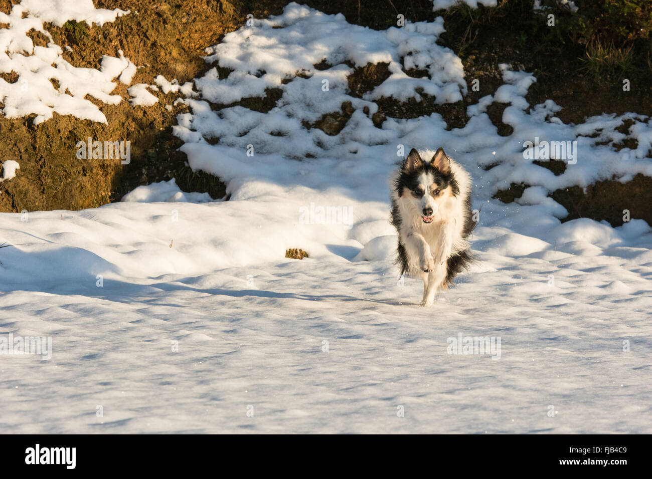 Black And White Border Collie Typ Hund läuft im Schnee Stockfoto